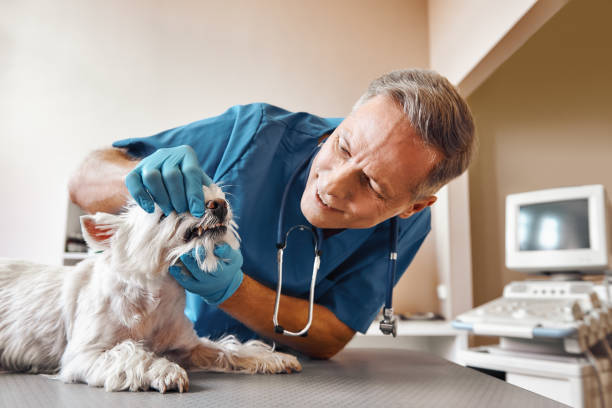 Best Root Canal Emergency Dentist  in Burtonsville, MD